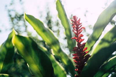 Close-up of red flowering plant leaves