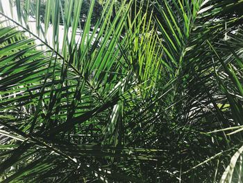 Close-up of fresh green plants