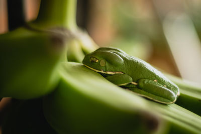 Close-up of lizard on leaf