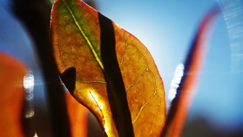 Close-up of leaf on leaf