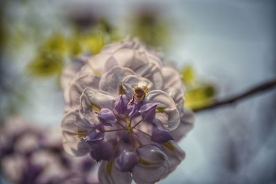 Close-up of insect on flower