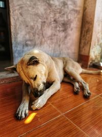 Dog lying on floor at home