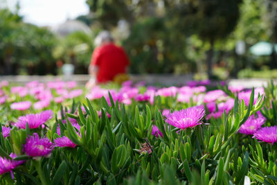 Close-up of pink flowers blooming in field