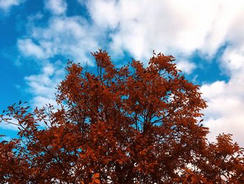 Low angle view of tree against sky