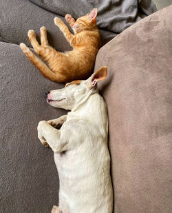 High angle view of dog sleeping