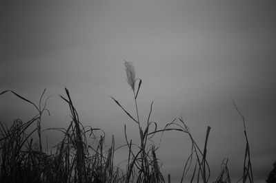 Low angle view of silhouette plants against sky