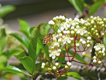 Close-up of bee on flower