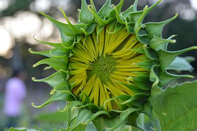 Close-up of flower