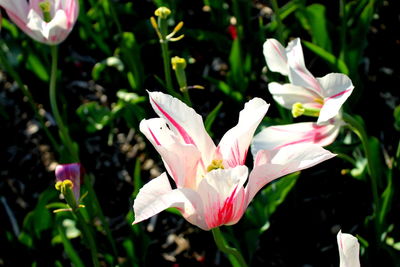 Close-up of pink flowers blooming outdoors