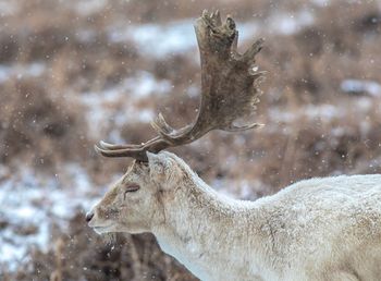 Close-up of deer on snow field