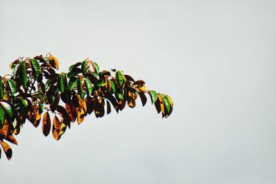 Low angle view of plant against clear sky