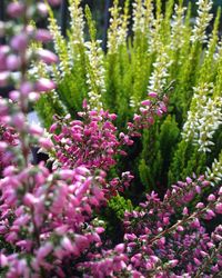 Close-up of fresh flowers blooming in garden