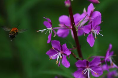 Close-up of bee pollinating flowers