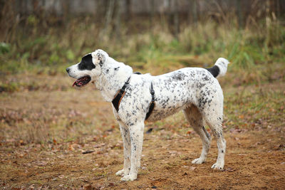 White dog looking away on land