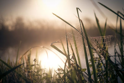 Close-up of grass against sky during sunset