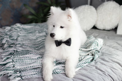 White dog lying on bed at home