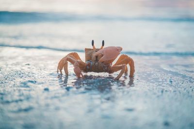 Close-up of a crab on the beach