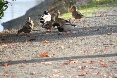 Flock of birds on ground