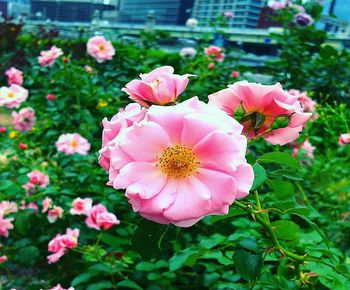 Close-up of pink flowering plants