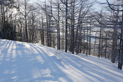 Trees on snow covered landscape