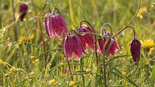 Close-up of purple flowering plant on field