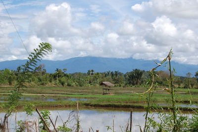 Scenic view of agricultural field against sky