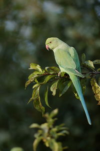 Close-up of parakeet perching on tree