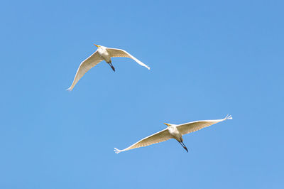 Low angle view of seagulls flying in sky