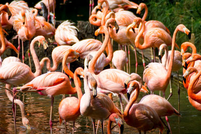 Flamingos in water