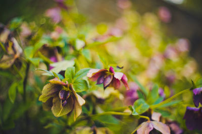 Close-up of pink flowers blooming outdoors