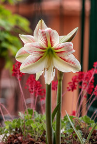 Close-up of red flowering plant