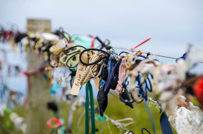 Close-up of butterfly for sale in market