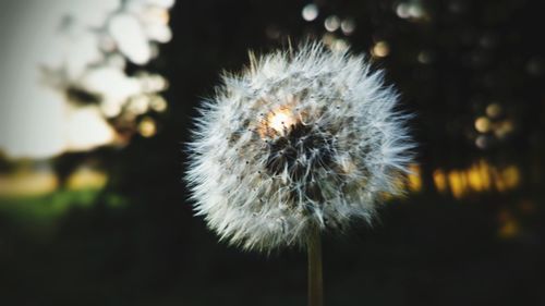 Close-up of dandelion