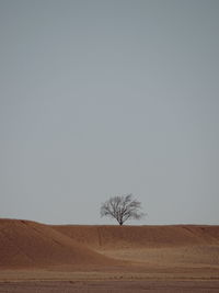 Single tree on field against clear sky