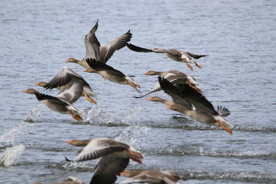 Greylag geese landing onlake