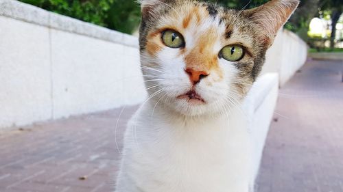 Close-up portrait of white cat