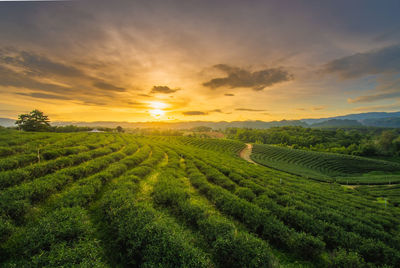 Beautiful sunsets at chui fong tea plantation this is a popular tourist attraction in chiang rai. 
