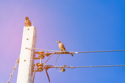 Low angle view of bird perching on cable against blue sky