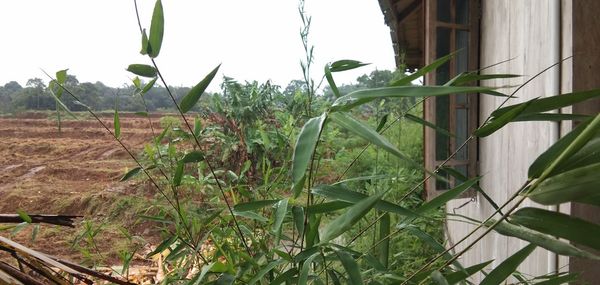 Plants growing on field against sky