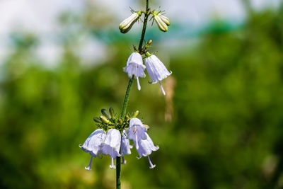 Close-up of lavender colored flowers and buds rowing at park