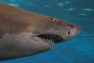 Close up of shark head