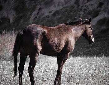 Horse in water