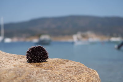 Close-up of crab on rock by sea against sky