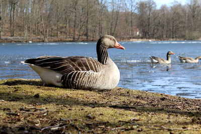 Ducks in a lake