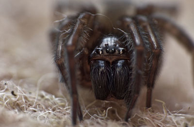 Close-up of spider