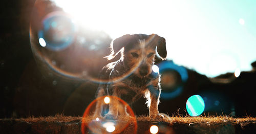 Close-up of dog against the sky