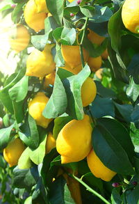 Close-up of fruits growing on tree