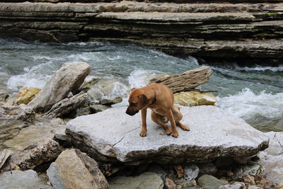 Monkey on rock formation