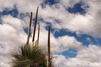 Low angle view of palm trees against sky