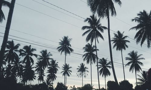 Low angle view of palm trees against sky